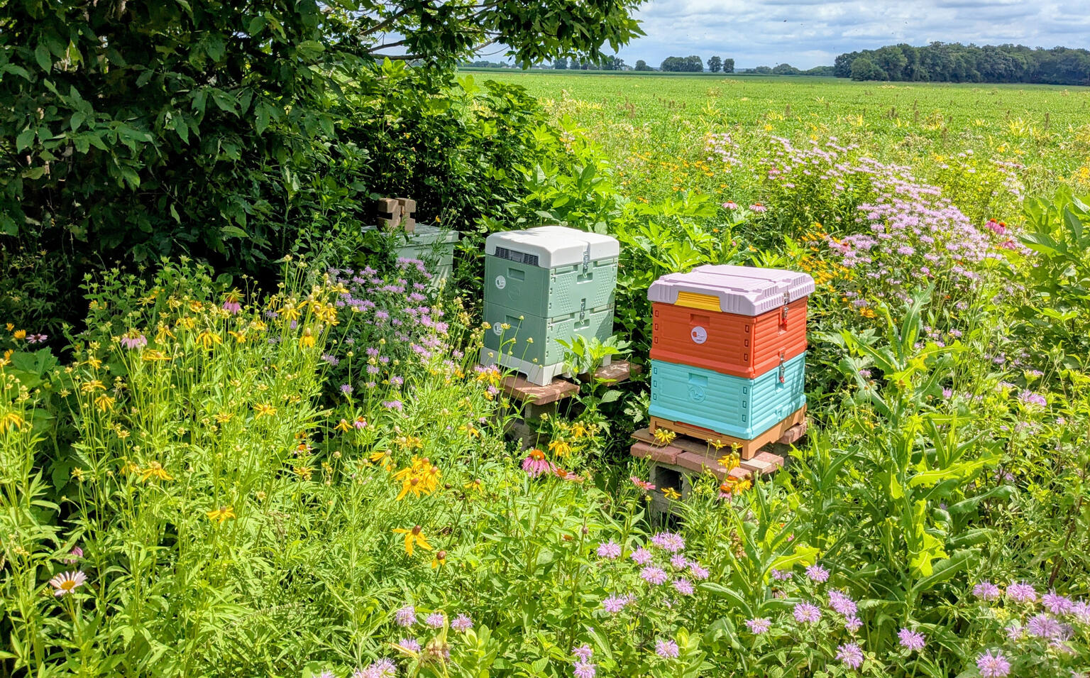 Beehives Beehives in a flowering meadow